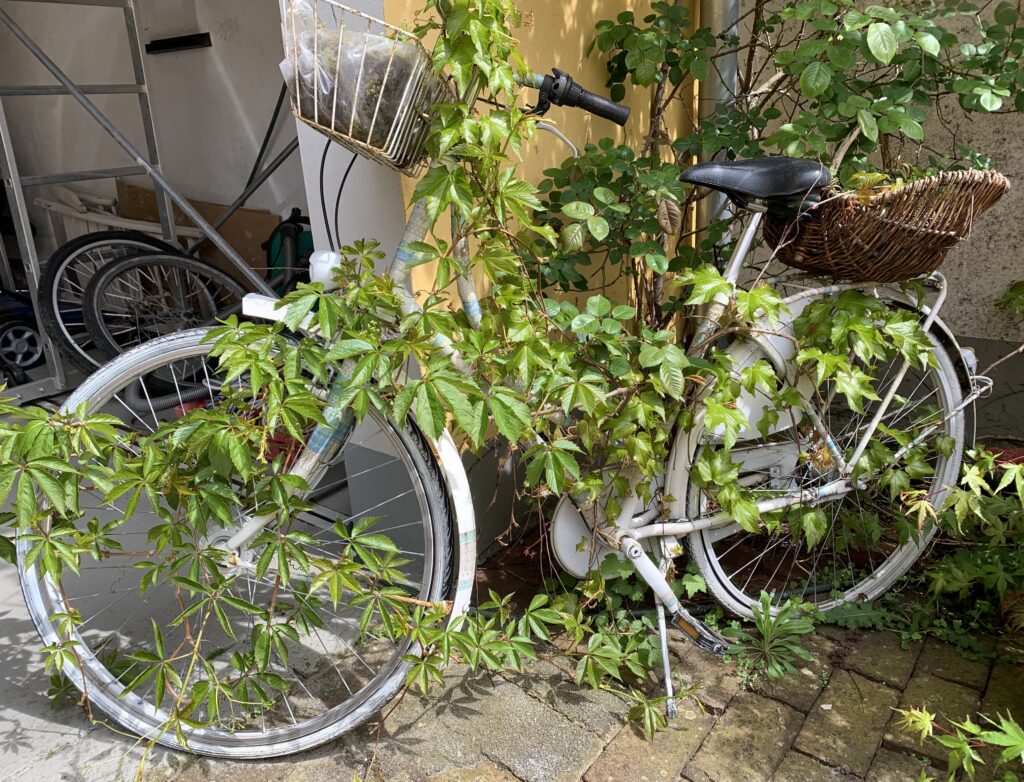 Ein altes weißes Fahrrad, überwuchert mit grünen Ranken, an einer Wand geparkt, im Hintergrund ist ein weiteres Fahrrad zu sehen. #Stadtradeln